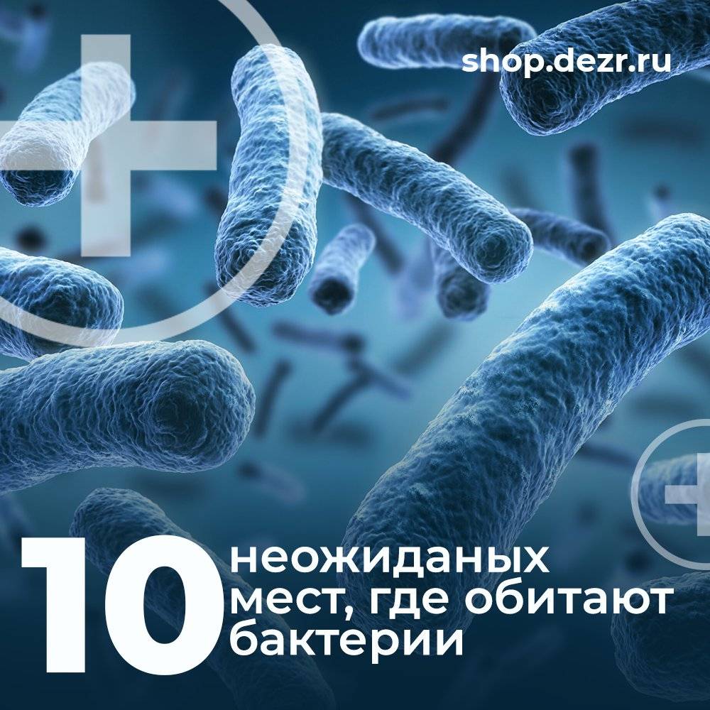 10 неожиданных мест, где обитают бактерии - Блог Компании Сателлит | Москва